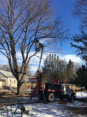 Madd Beaver Tree Experts & Stump Grinding Service gallery 7