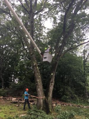 Removing a tree