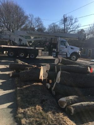 Tree Chopping