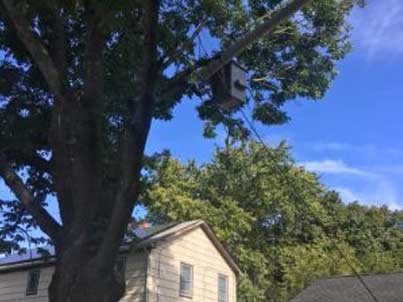 Tree Trimming