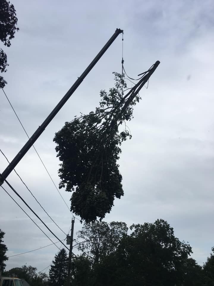 Crane Lifting Tree Over Cables