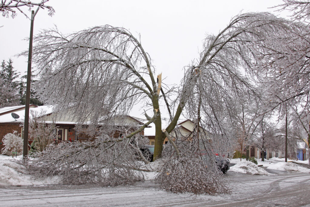 Winter Tree Damage