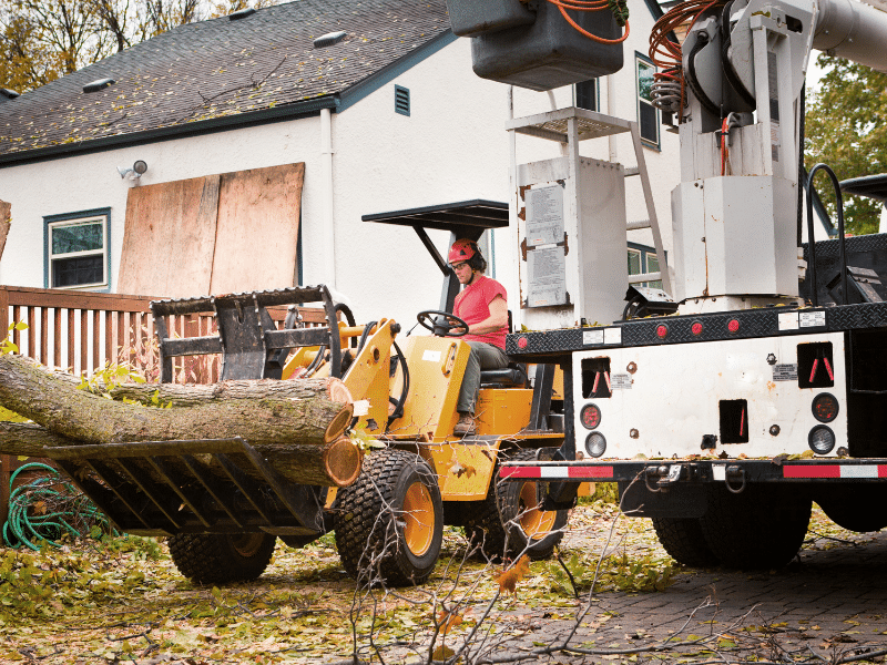 tree removal in fall