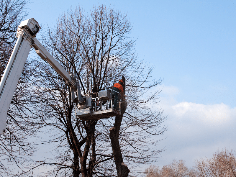 Winter tree removal