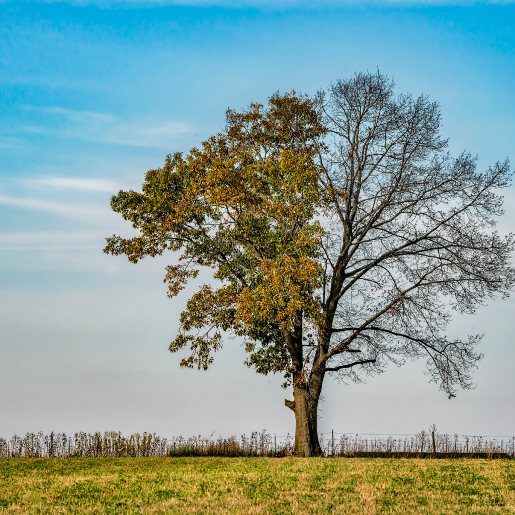 dead or dormant tree