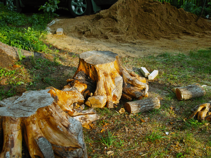 stump removal