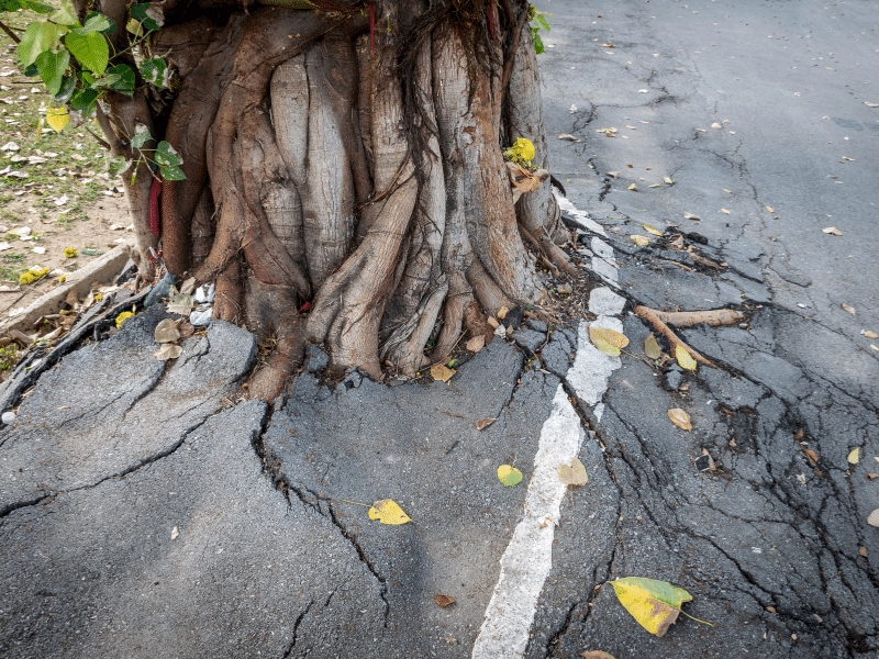 How Tree Roots Affect Your Property