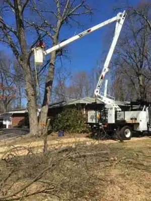 Crane-Tree