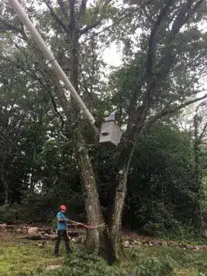 Removing-a-tree.jpg