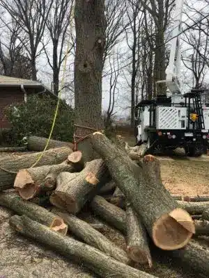 chopped-logs