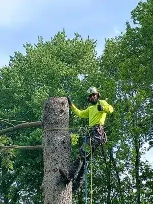 tree1-1