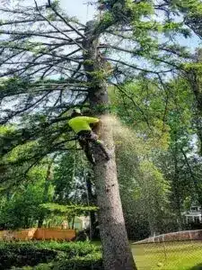 tree3-1-225x300